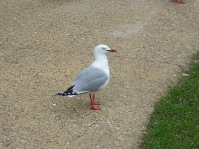 gull